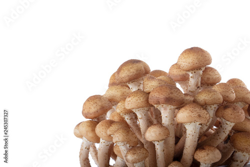 heap of stump mushrooms isolated on white background