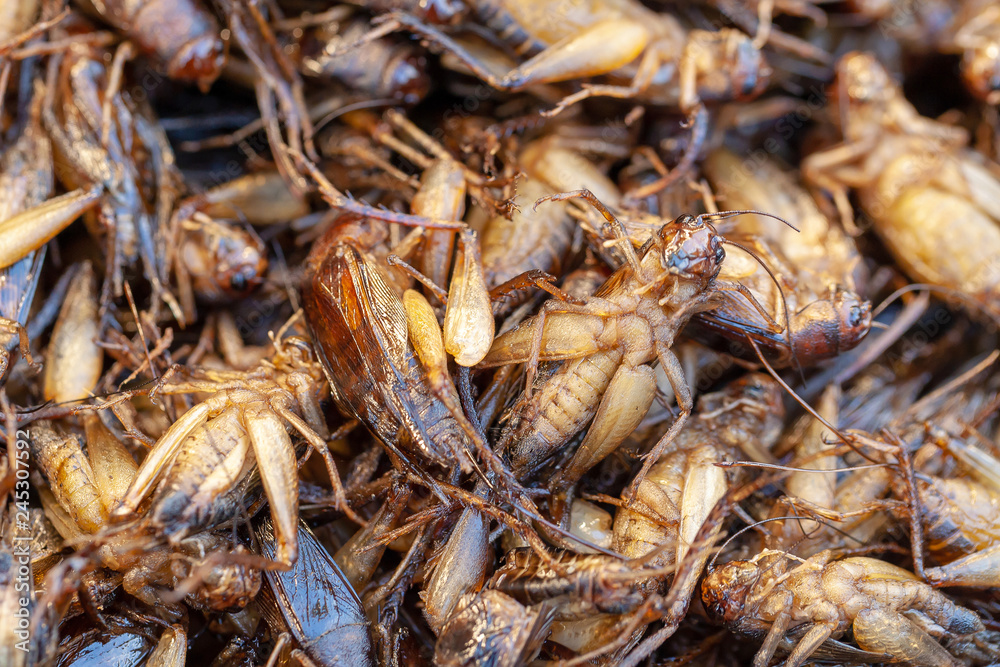 Fried insects, Bugs fried on Street food.selective focus.