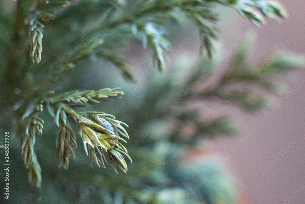 twigs of green arborvitae with a drop