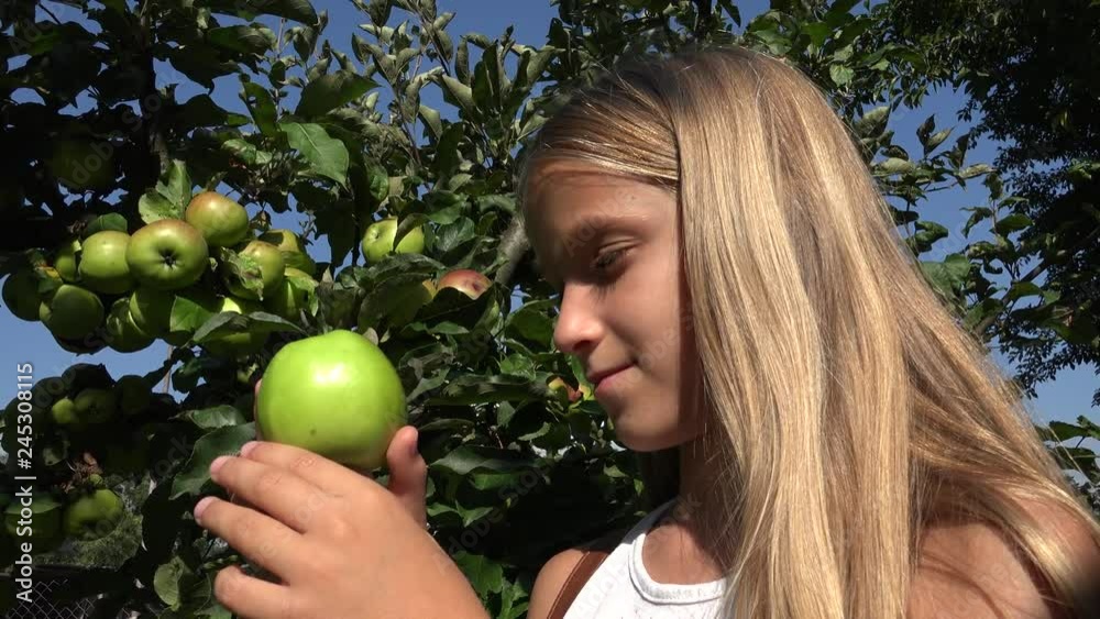 Child Eating Apple, Kid in Orchard, Farmer Girl Studying Fruits in Tree Child Eating Apple, Kid in Orchard, Farmer Girl Studying Fruits in Tree