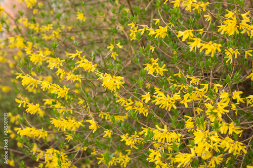 forsythia branch on blurred spring bokeh background