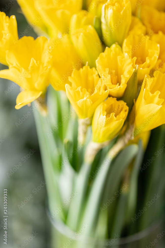Bouquets of yellow daffodils. Spring flowers from Dutch gardener. Concept of a florist in a flower shop. Wallpaper.