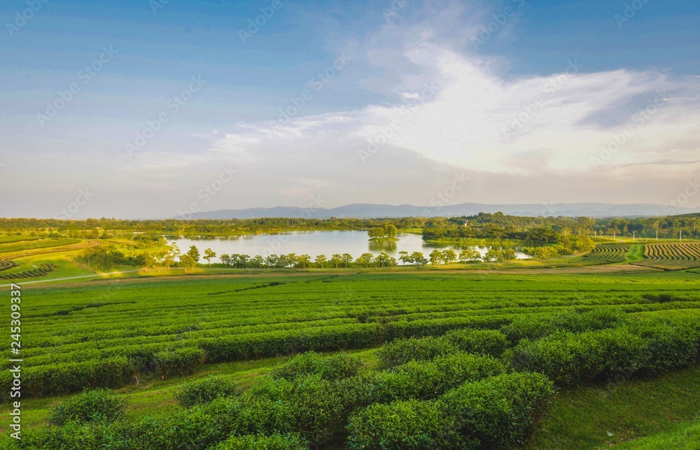 Tea plantation landscape sunset in Boonrod farm, Thailand.