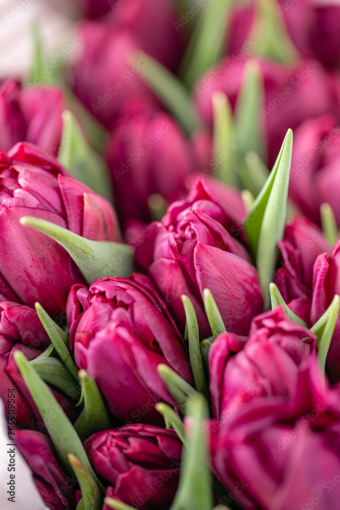 Naklejka premium Bouquets of violet tulips. Spring flowers from Dutch gardener. Concept of a florist in a flower shop. Wallpaper.