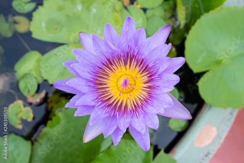 Purple water lily or otus flower on water. Closeup top view photo.