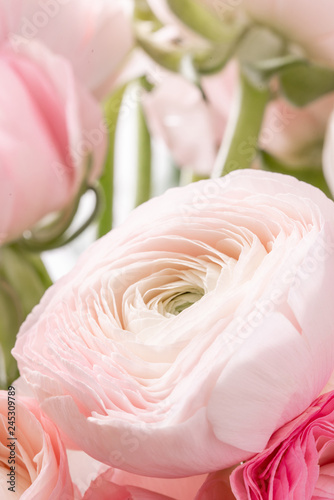 Persian buttercup in glass vases. Bunch pale pink ranunculus flowers light background. Wallpaper. Winter season flowers