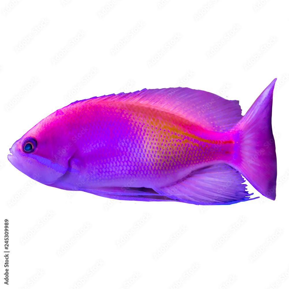 Red tropical fish from the Indian Ocean. Pseudanthias .Isolated photo on white background. Website about nature ,aquarium fish, life in the ocean .