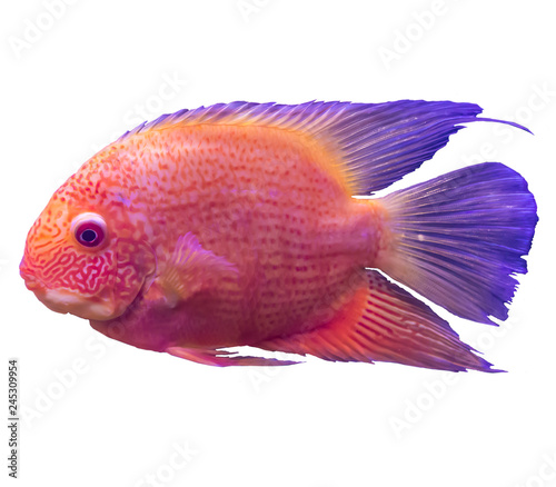 Red tropical marine fish from the Indian Ocean. Isolated photo on white background. Website about nature ,aquarium fish, life in the ocean .