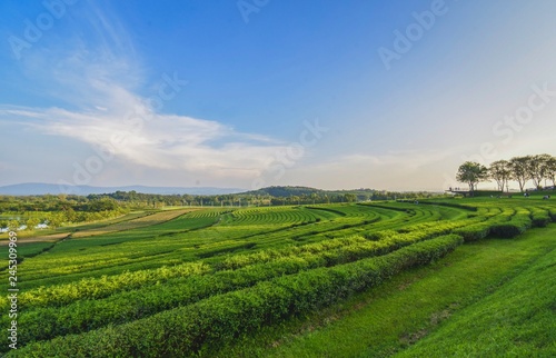 Tea plantation landscape sunset in Boonrod farm  Thailand.