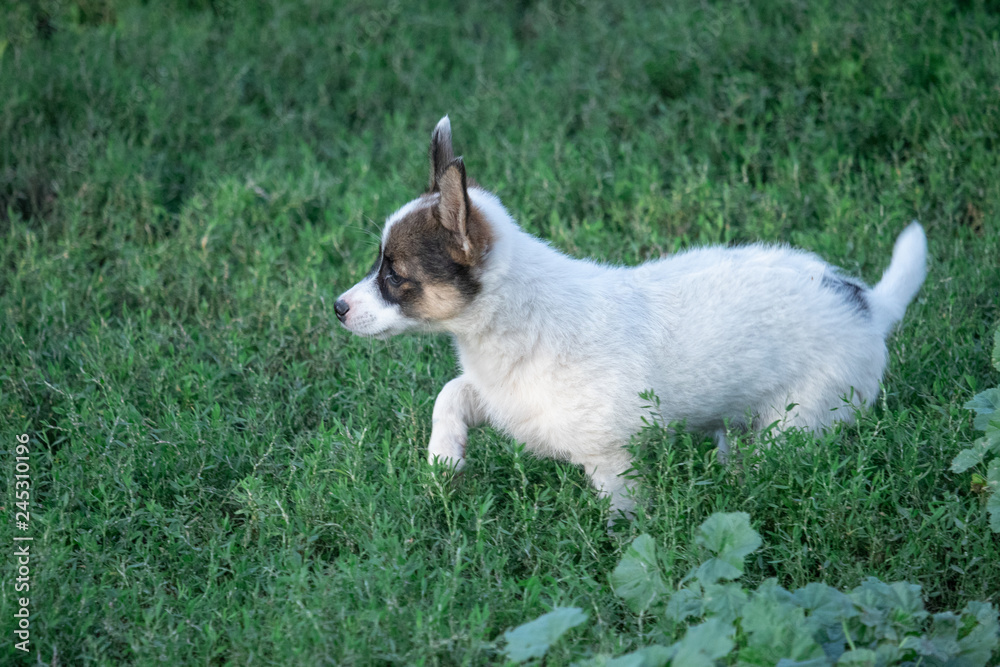 interested puppy running on the grass