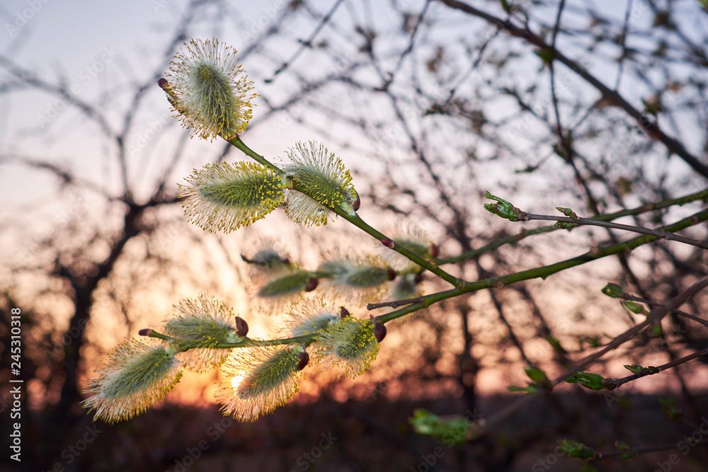 Pussy-willow green branches with catkins in front of sunset. Pussy-willow green branches with catkins in front of sunset.
