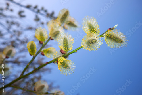 Beautiful spring bloomung green branches of willow on blue sky background.