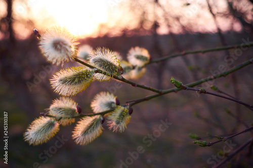 Pussy-willow green branches with catkins in front of sunset.