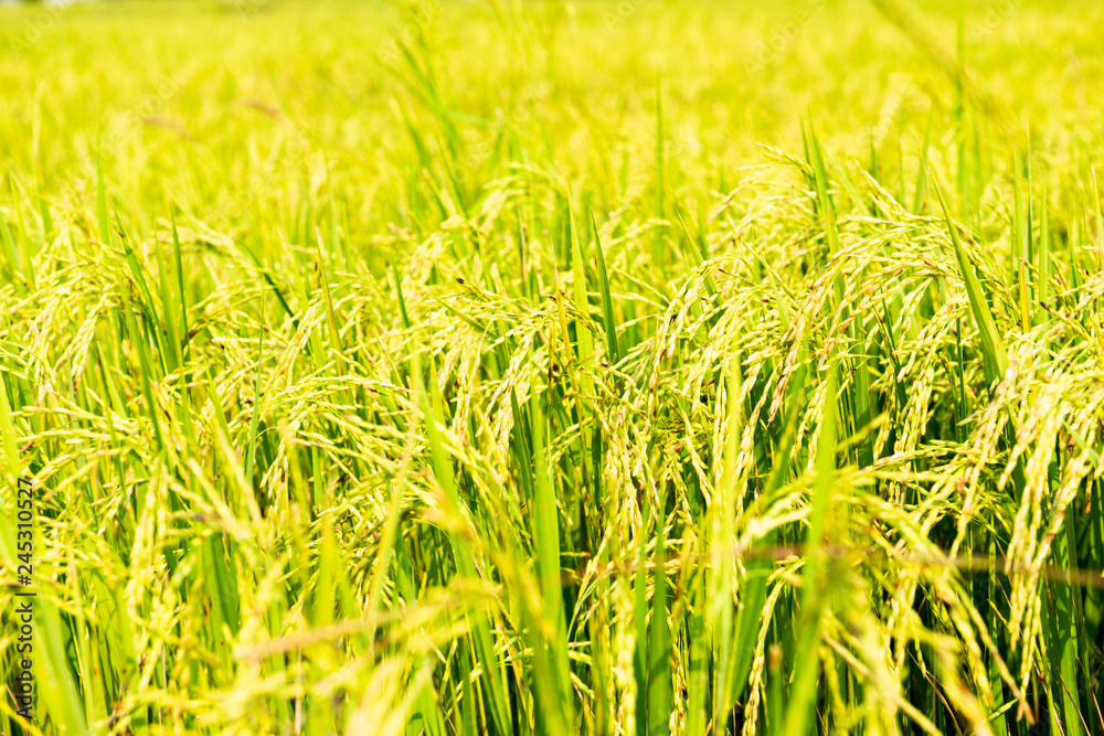 Rice field in local area of Thailand sunny day