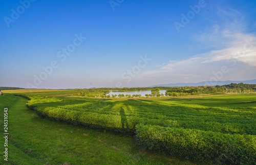 Tea plantation landscape sunset in Boonrod farm, Thailand.