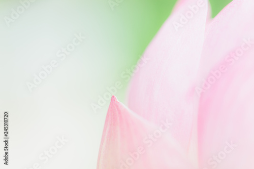 Sweet color lotus  in soft style for background