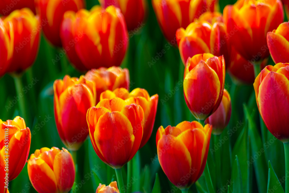 Flowers in the garden Flowers in the garden