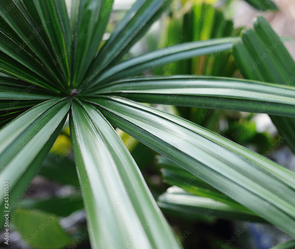 Obraz premium Beautiful green leaves