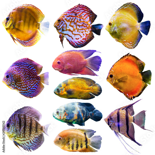 Eleven aquarium fish. Isolated photo on white background. Website about nature , aquarium fish, life in the ocean .