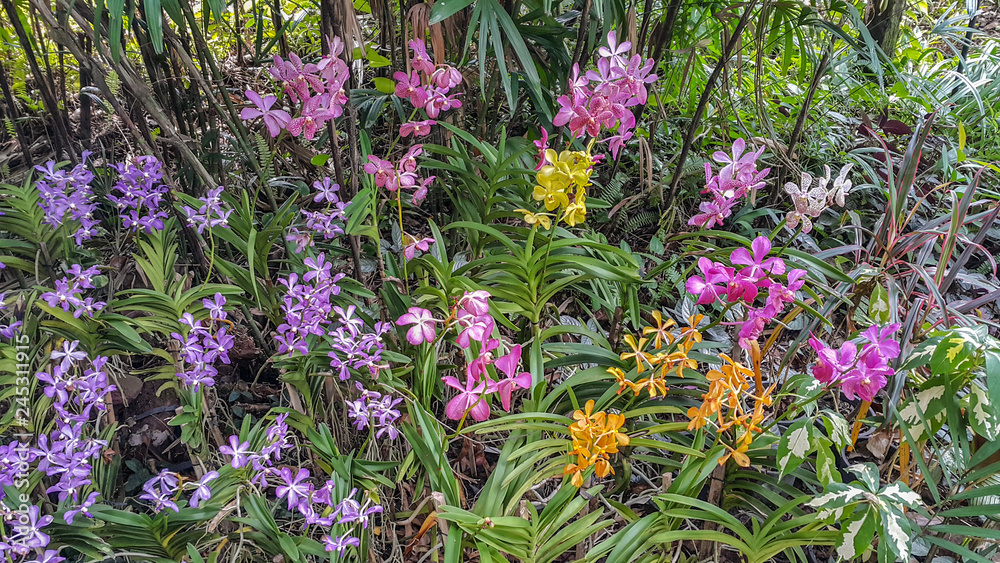 Obraz premium Beautiful orchid park has multi colors of flower in spring season at Ratchaburi Province of Thailand
