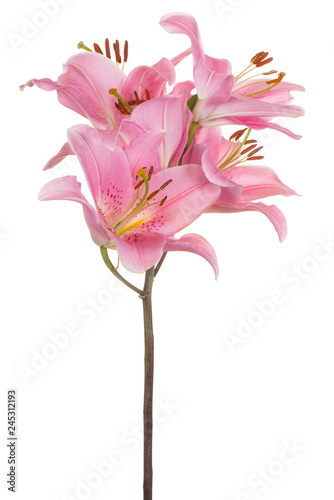 Fototapeta Naklejka Na Ścianę i Meble -  lily flower isolated
