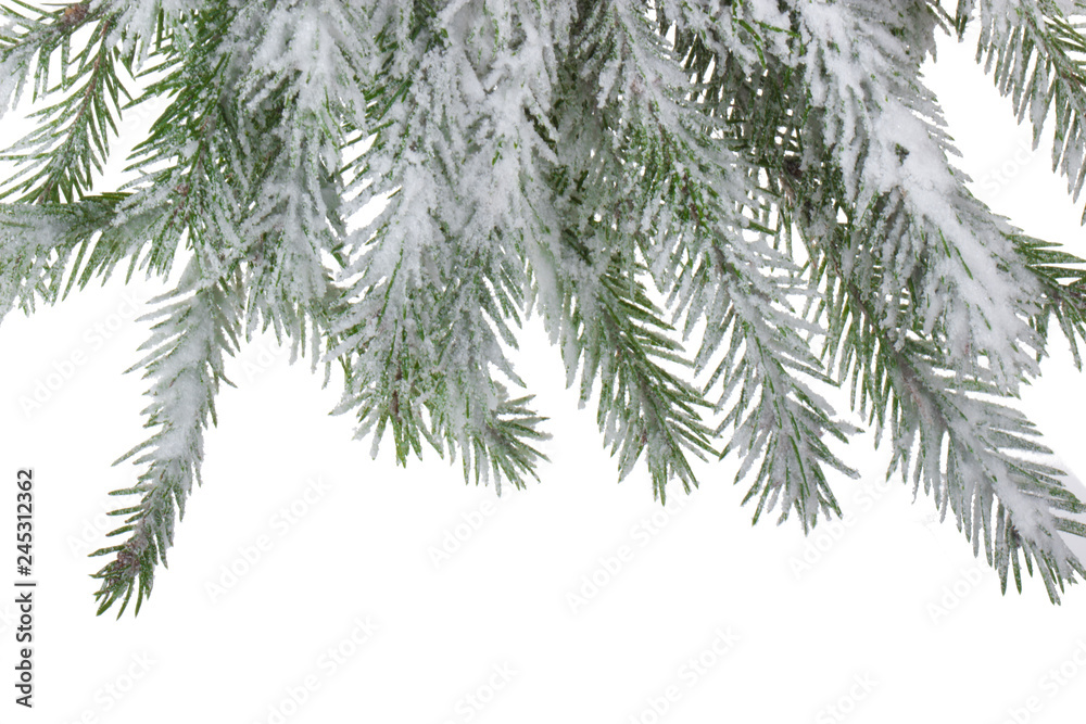 branches of fir with snow  isolated