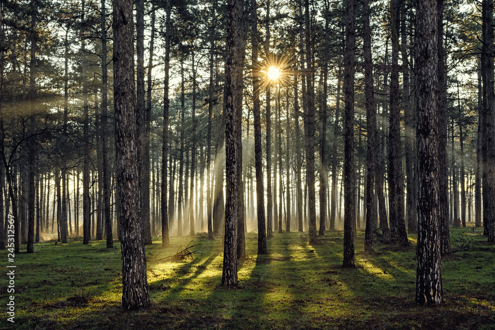 Obraz premium pine sun