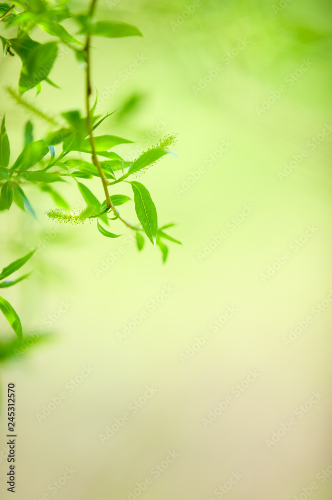 Spring Crack willow (Salix fragilis) branch and leaves in springtime. Selective focus and shallow depth of field. Spring Crack willow (Salix fragilis) branch and leaves in springtime. Selective focus and shallow depth of field.