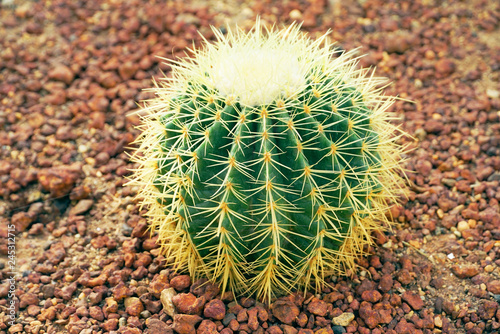 Cactus on the sand rock ground