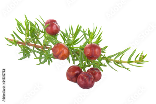 juniper berries isolated on white background