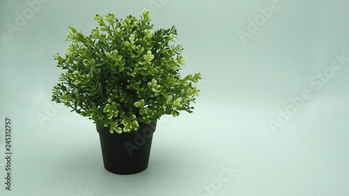 plants or plastic or fake tree on white background.