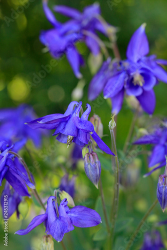 Akeleien (Aquilegia) Pflanze mit blauen Blüten