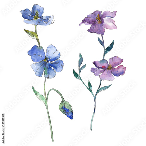 Fototapeta Naklejka Na Ścianę i Meble -  Blue and purple flax floral botanical flower. Watercolor background set. Isolated flax illustration element.