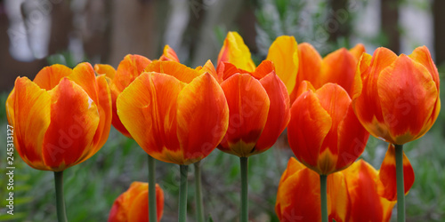 Tulpen (Tulipa) gelb und orange Blüten, Panorama