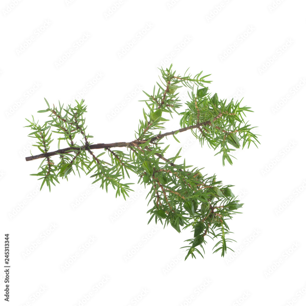 branch of juniper isolated on white background branch of juniper isolated on white background
