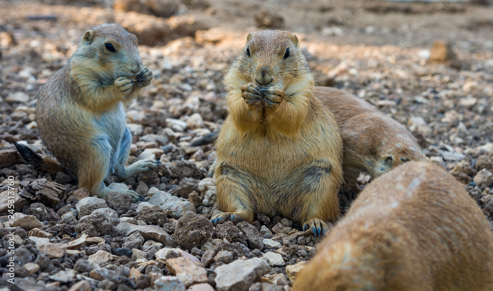 Gopher sitting up and eating gopher folded paws Gopher sitting up and eating gopher folded paws