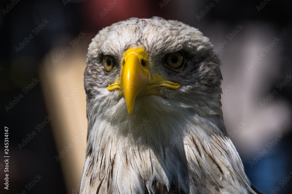 Naklejka premium Bald Eagle at air show, Bavaria, Germany