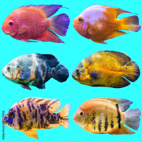 Six aquarium fish. Isolated photo on black background. Website about nature , aquarium fish, life in the ocean .
