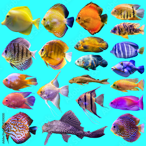Twenty-one aquarium fish. Isolated photo on blue background. Website about nature , aquarium fish, life in the ocean .