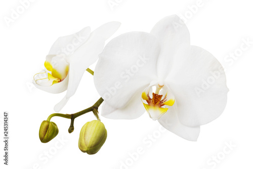 Branch of a blooming white orchid having a yellow color on the lip. Flowers isolated