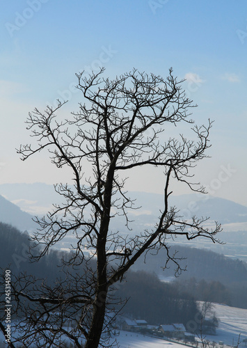 tree with bare branches and landscape covered with snow behind it in winter