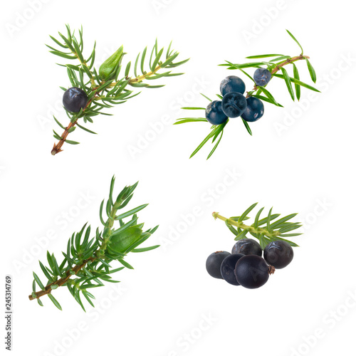 set of branches with black juniper berries isolated