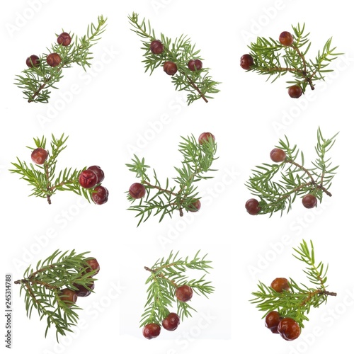 set of branches with red juniper berries isolated on white background