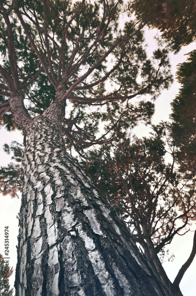 Fototapeta premium Baum