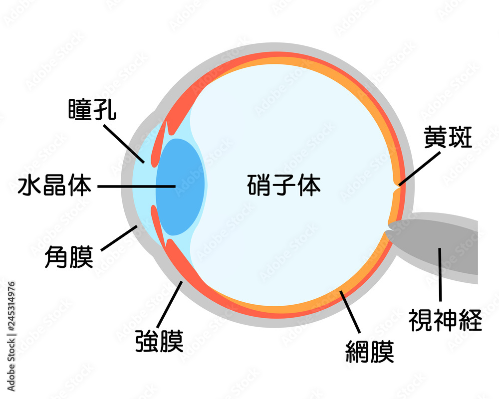 目の断面図と名称 Stock イラスト Adobe Stock