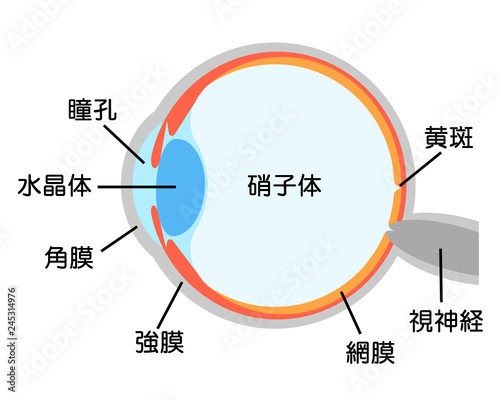 目の断面図と名称 Stock イラスト Adobe Stock 目の断面図と名称 Stock イラスト Adobe Stock