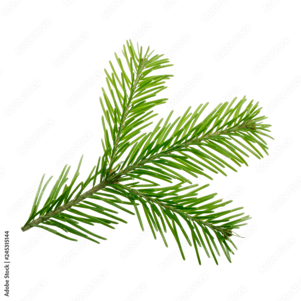 branch of silver fir isolated on white background branch of silver fir isolated on white background