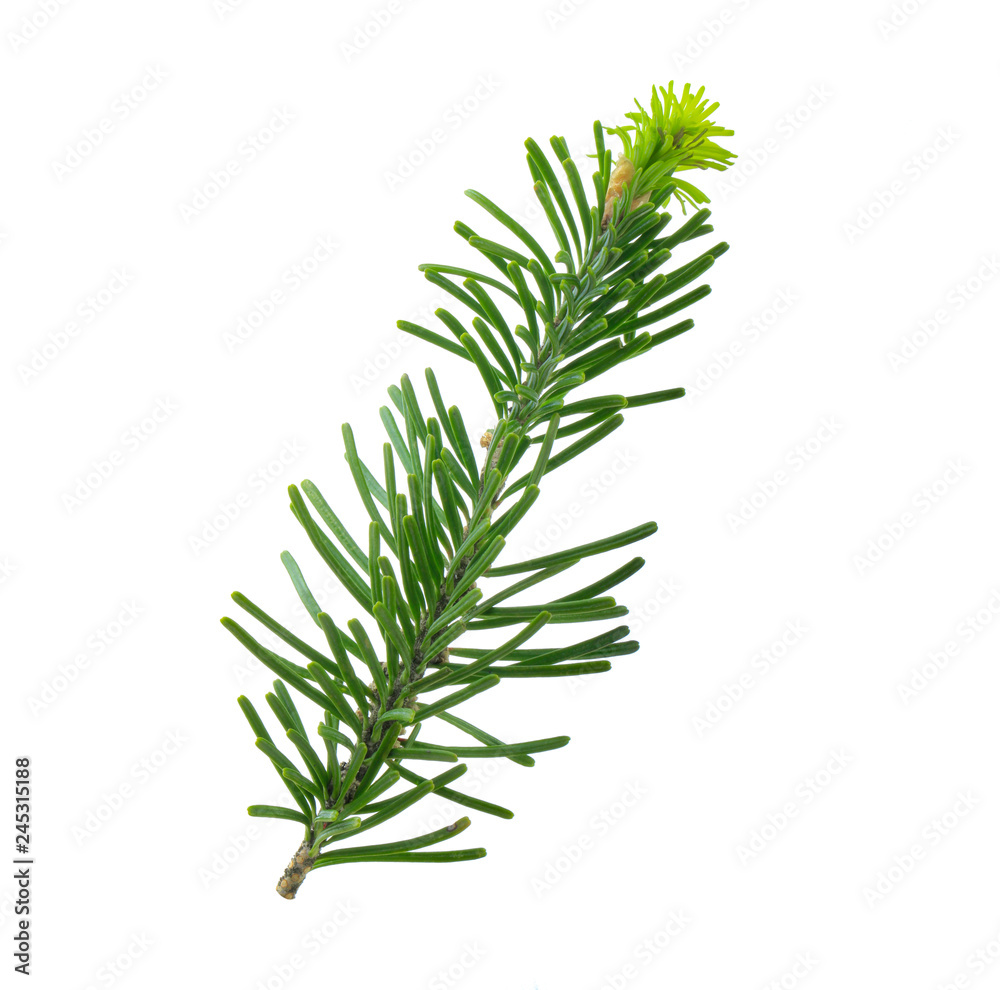 Fototapeta premium branch of silver fir isolated on white background