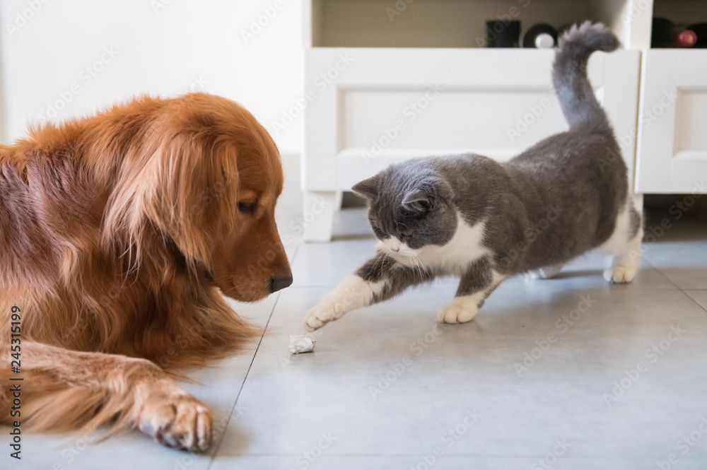 Golden Retriever dog and British short-haired cat