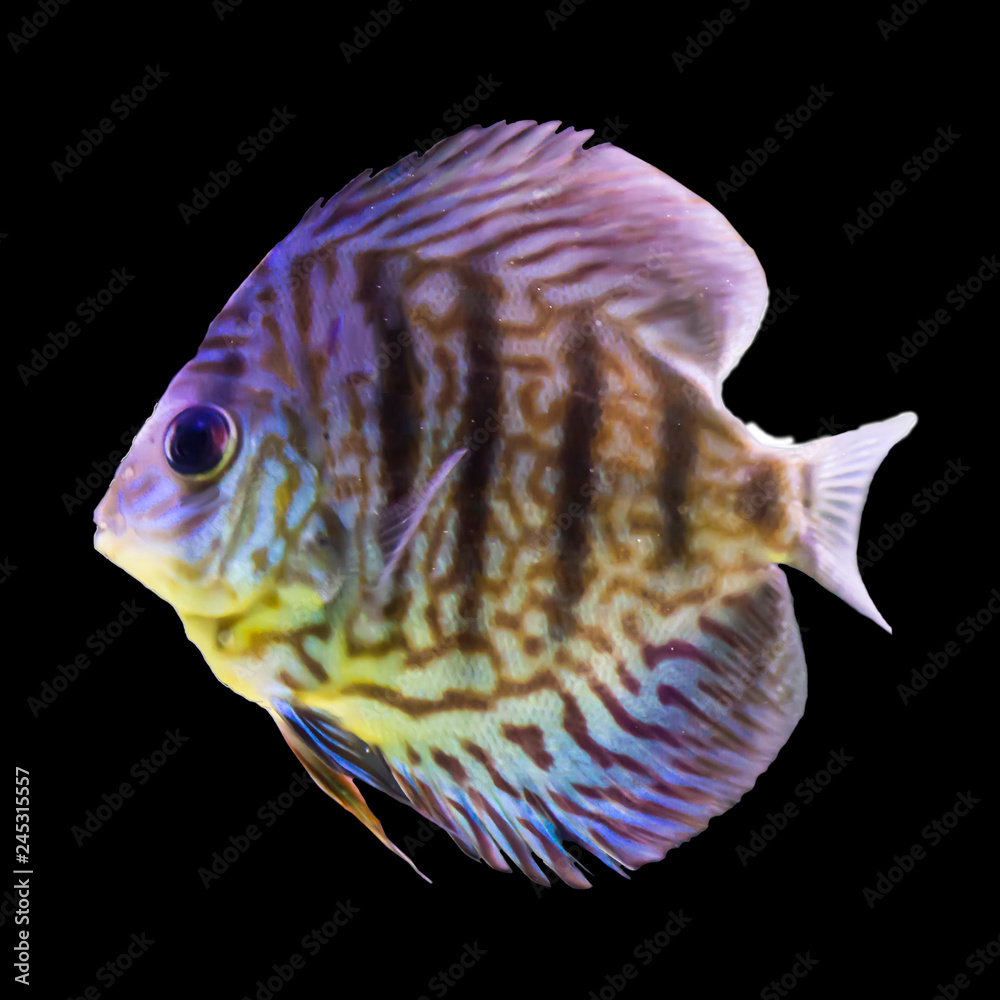 Freshwater Fish Backgrounds